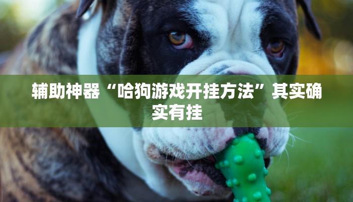 辅助神器“哈狗游戏开挂方法”其实确实有挂 辅助神器“哈狗游戏开挂方法”其实确实有挂